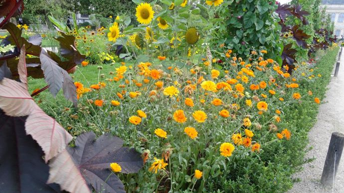 Calendula ‘Corniche d’Or’, de la Sté Bertrand, classé parmi les grands soucis. Il est «résistant» au mildiou
